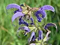 Шалфей луговой (Salvia pratensis)
