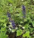Живучка мохнатая (Ajuga genevensis)