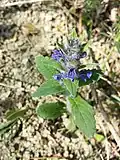 Живучка женевская (Ajuga genevensis)