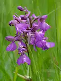 Дремлик (Orchis morio)
