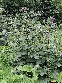 Лопух (Arctium)