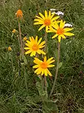 Арника горная (Arnica montana)