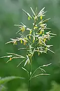 Костёр (Bromus inermis)