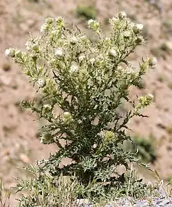 Бодяк (Cirsium)