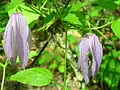 Княжик западный (Clematis occidentalis)
