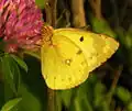 Желтушка луговая (Colias hyale)