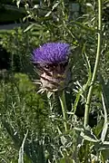 Артишок (Cynara Scolymus)