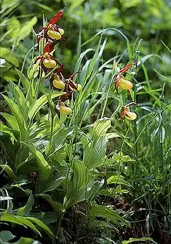 Венерин башмачок (Cypripedium calceolus)