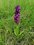 Ятрышник широколистный (Orchis latifolia)