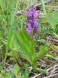 Ятрышник широколистный (Orchis latifolia)