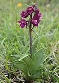Дремлик тёмно-красный (Epipactis atrorubens)