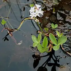 Вахта трёхлистная (Menyanthes trifoliata)