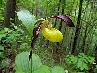 Башмачок настоящий (Cypripedium calceolus)