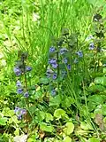Будра плющевидная (Glechoma hederacea)