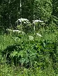Дягиль-борщевик (Heracleum dissectum)