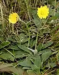 Ястребинка волосистая (Hieracium pilosella)