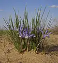 Ирис тонколистный (Iris tenuifolia)