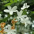 Жасмин белый (Jasminum officinale)