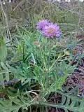 Короставник полевой (Scabiosa arvensis)