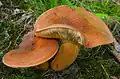 Груздь (Lactarius volemus)