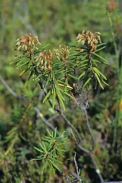 Багульник болотный (Ledum palustre)