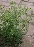 Клоповник мусорный (Lepidium ruderale)