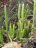 Плаун булавовидный (Lycopodium clavatum)
