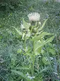 Бодяк огородный (Cirsium)
