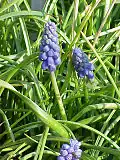 Мышиный гиацинт (Muscari racemosum)