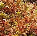 Сфагнум (Sphagnum)