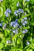 Дягиль полевой (Myosotis arvensis)