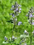 Котовник (Nepeta sibirica)