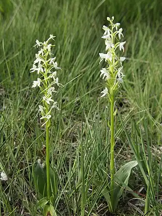 Любка двулистная (Platanthera bifolia)