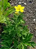 Лапчатка серебристая (Potentilla argentea)