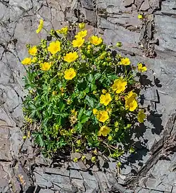 Лапчатка ползучая (Potentilla reptans)