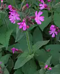 Смолёвка двудомная (Silene dioica)