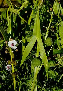 Стрелолист обыкновенный (Sagittaria sagittifolia)