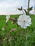 Дрёма белая (Silene latifolia)