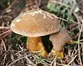 Козлёнок (гриб) (Suillus bovinus)