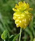 Клевер золотистый (Trifolium aureum)