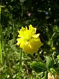 Клевер золотистый (Trifolium aureum)