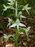 Любка (Platanthera bifolia)