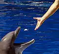 Feeding a pet dolphin.
