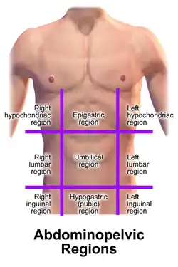 9-region scheme of the abdomen.