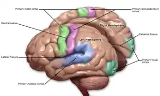 Primary motor, somatosensory, auditory and visual cortex.