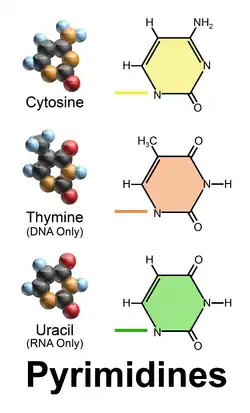Pyrimidine-derived nucleobases.