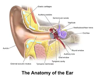 Ear.