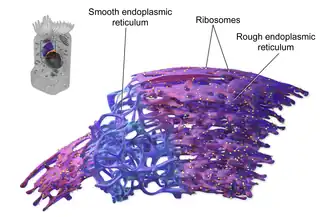 Endoplasmic reticulum.