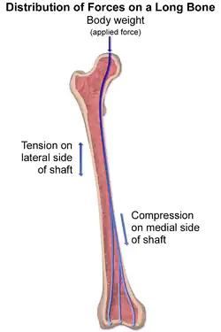 Distribution forces of the femur.