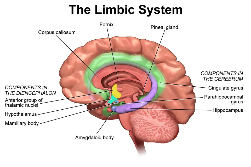 Limbic system.